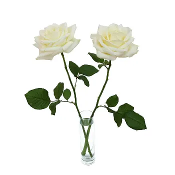 Fresh White Rose 